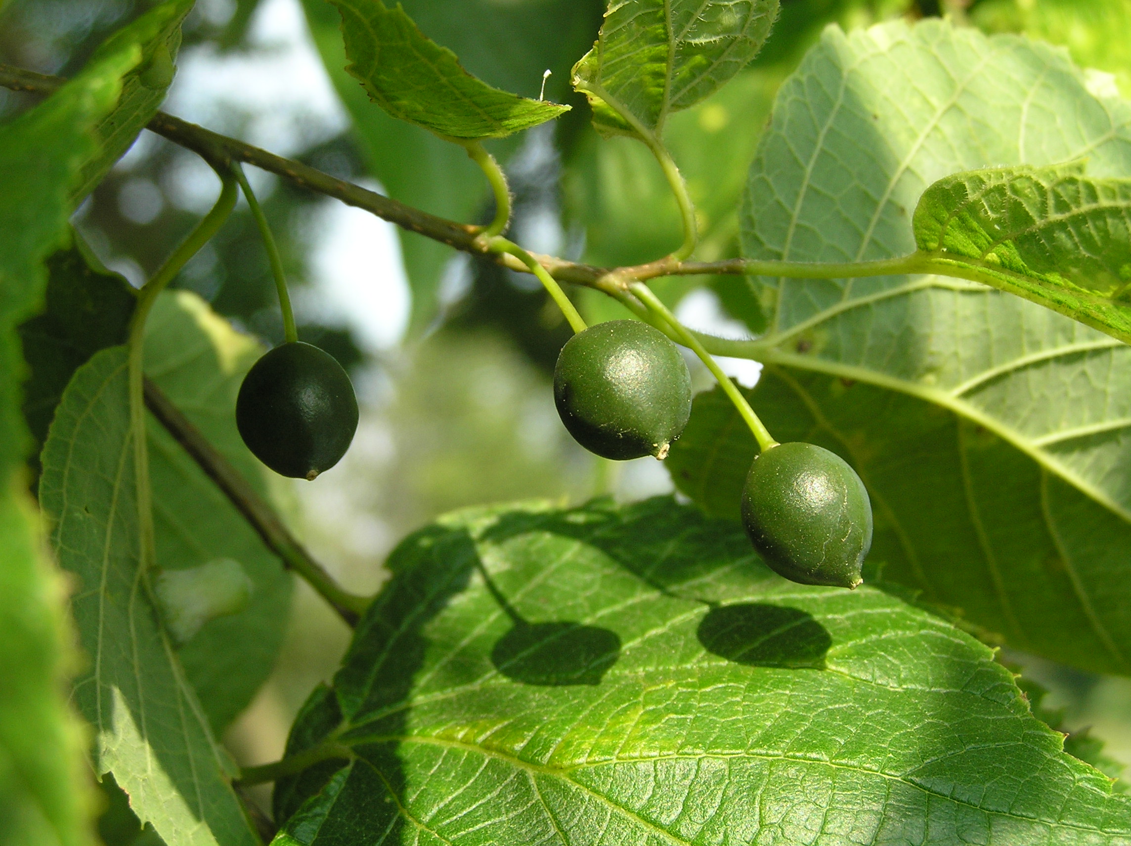 Native Trees of Indiana River Walk